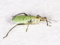 Eulachnus agilis